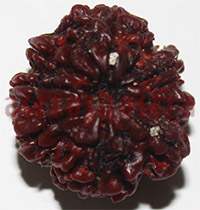 8 mukhi 27964 24.8mm